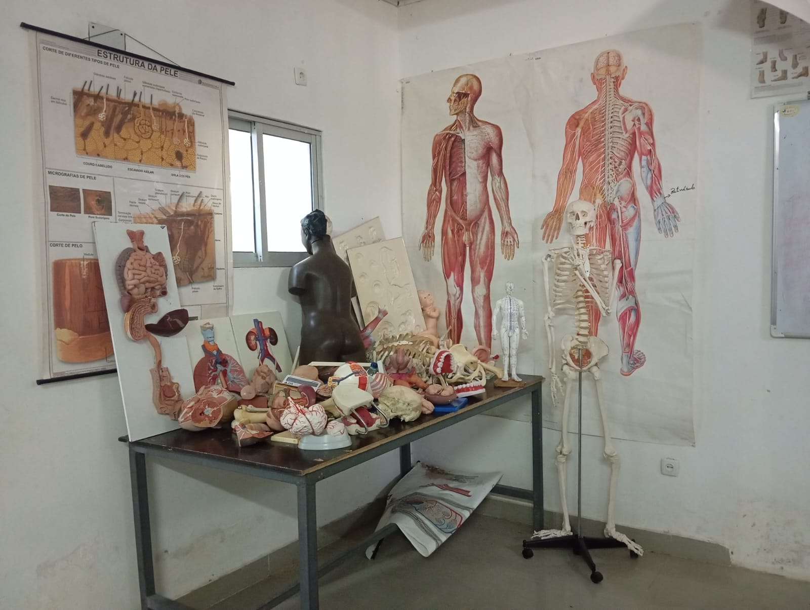 Laboratório de Anatomia